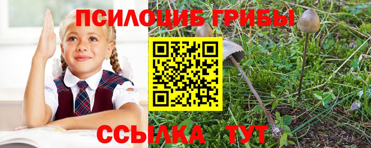 Псилоцибиновые грибы Psilocybe Аша